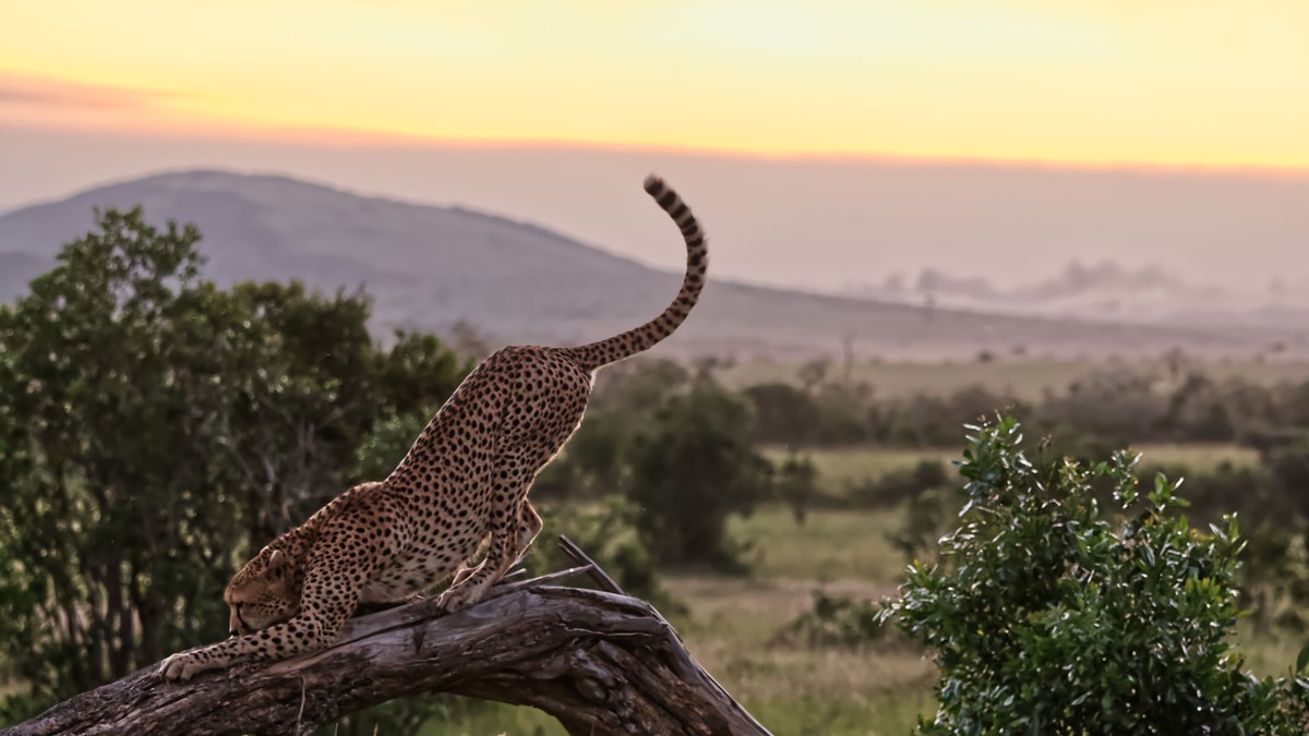 The Truth About Masai Mara Vehicle Crowding Sightings - photo 2