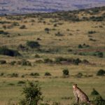 Masai Mara vs Serengeti Comparison: Which Side to Choose?