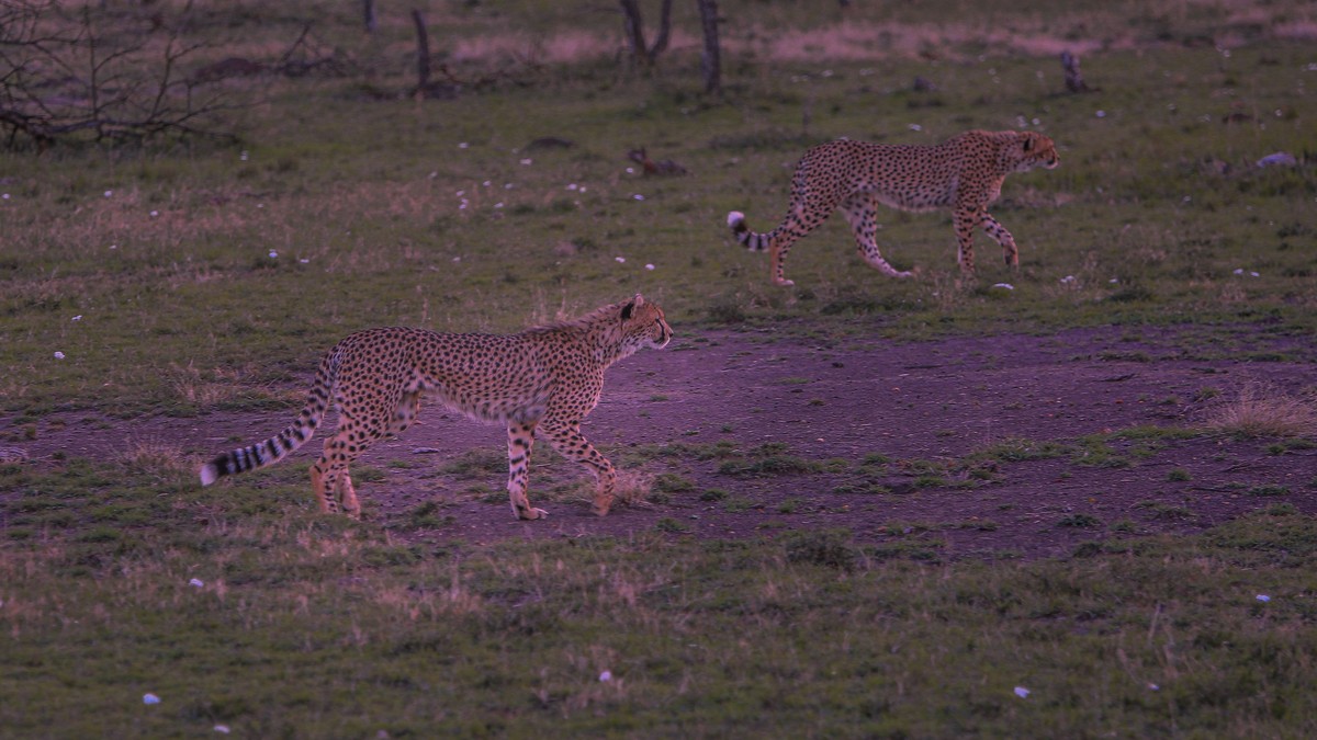 Masai Mara vs Serengeti Comparison: Which Side to Choose? - photo 2