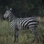Meru National Park Safari Guide: What Guides Skip