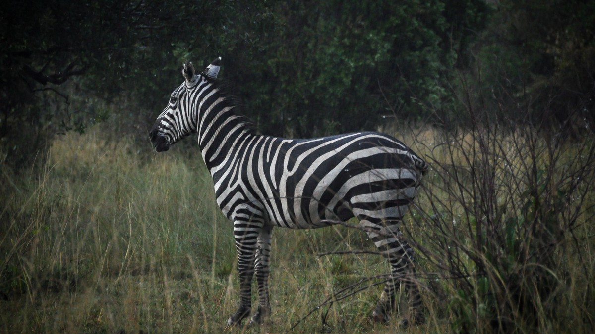 Meru National Park Safari Guide: What Guides Skip