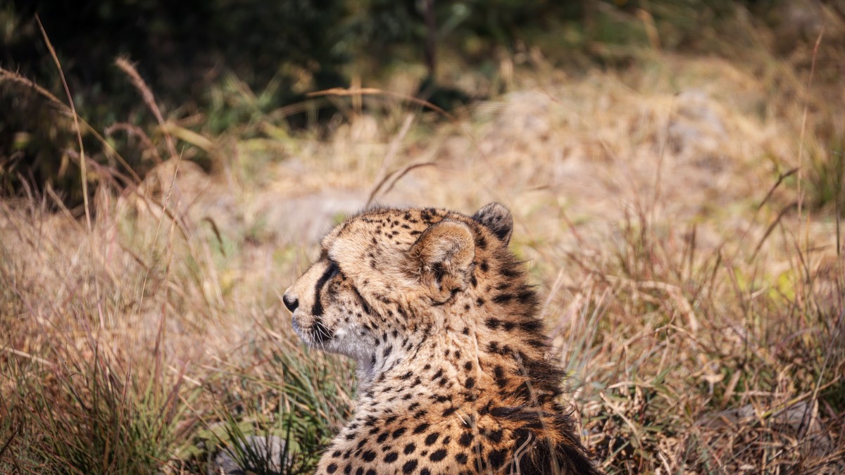Milestone Birthday Safari Kenya: Celebration Guide