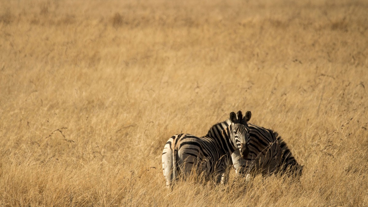 Milestone Birthday Safari Kenya: Celebration Guide - photo 1