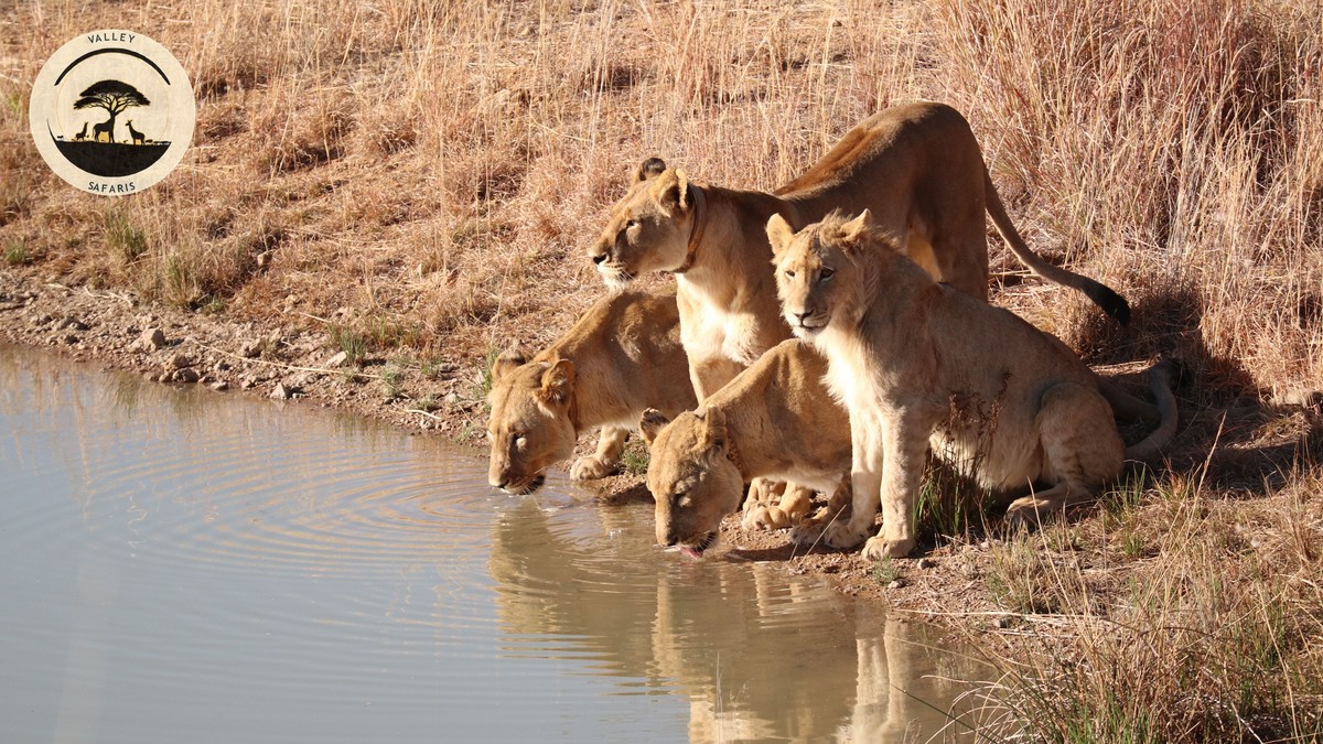 Minimum Age Policy Safari Camps: A Kenya Family Guide - photo 2