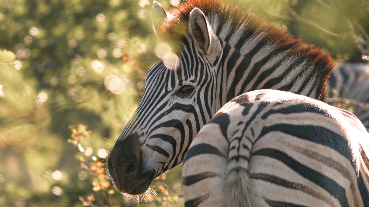 Mirrorless vs DSLR Safari Camera: Kenya Guide