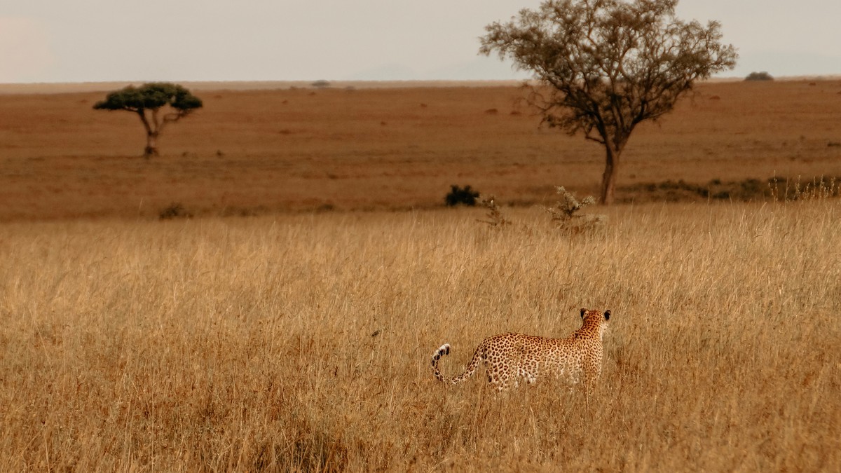 Mirrorless vs DSLR Safari Camera: Kenya Guide - photo 1