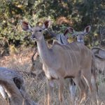 Mixed Age Sibling Safari Itinerary Guide (Kenya)