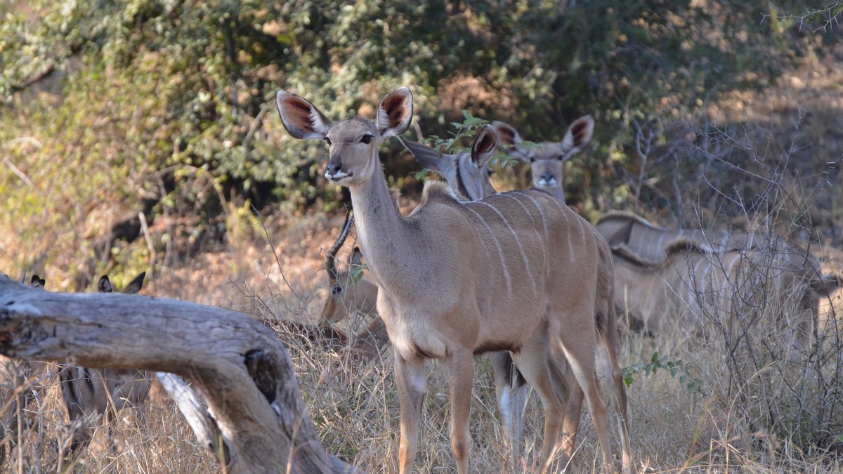 Mixed Age Sibling Safari Itinerary Guide (Kenya)