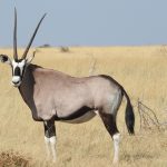 Morning vs Afternoon Game Drive Kenya: Which Wins?