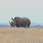 Motion Sickness on a Kenya Game Drive Safari: Real Talk