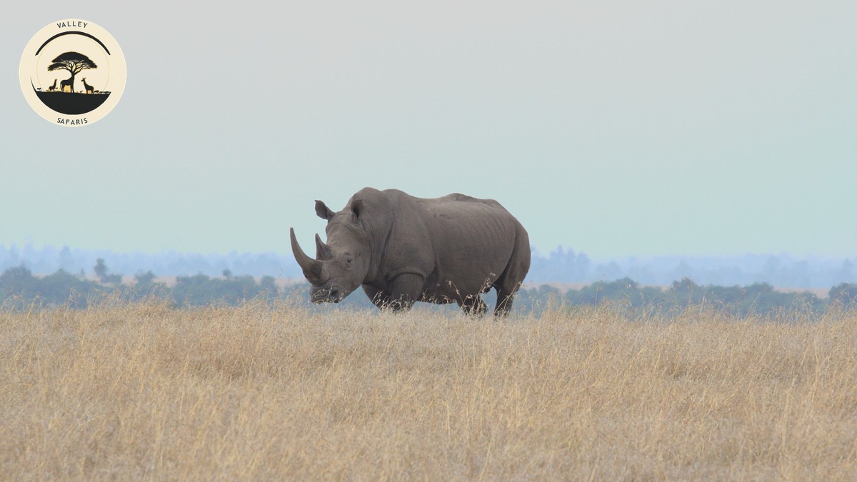 Motion Sickness on a Kenya Game Drive Safari: Real Talk