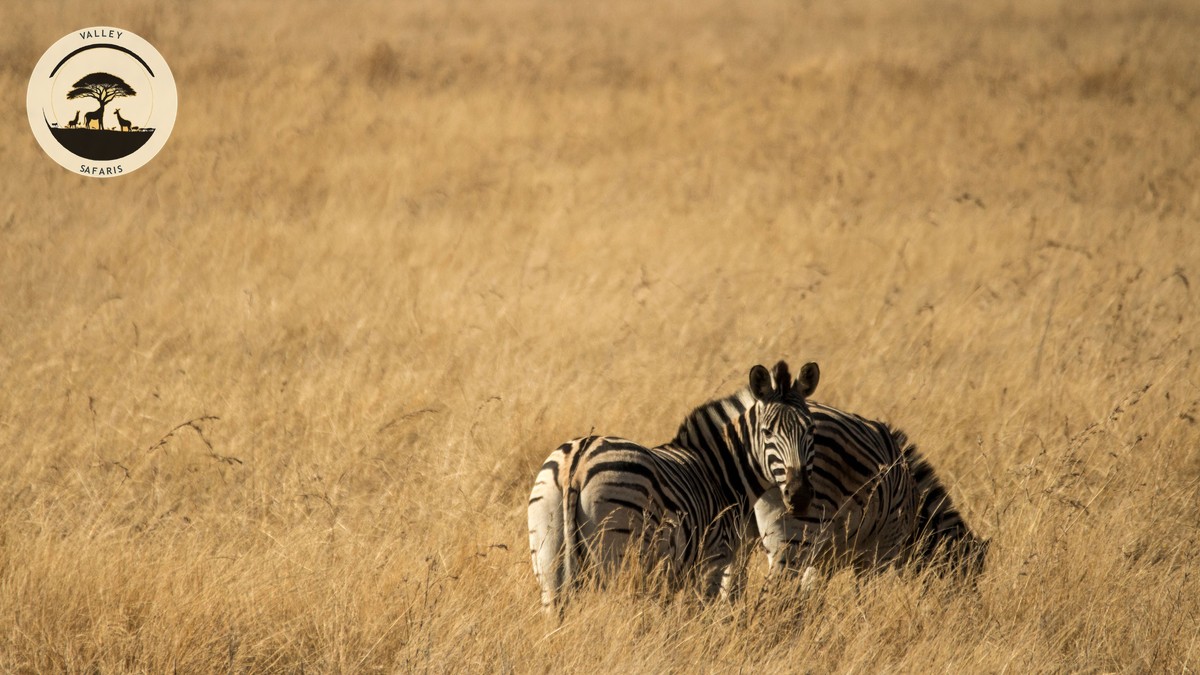 Motion Sickness on a Kenya Game Drive Safari: Real Talk - photo 1