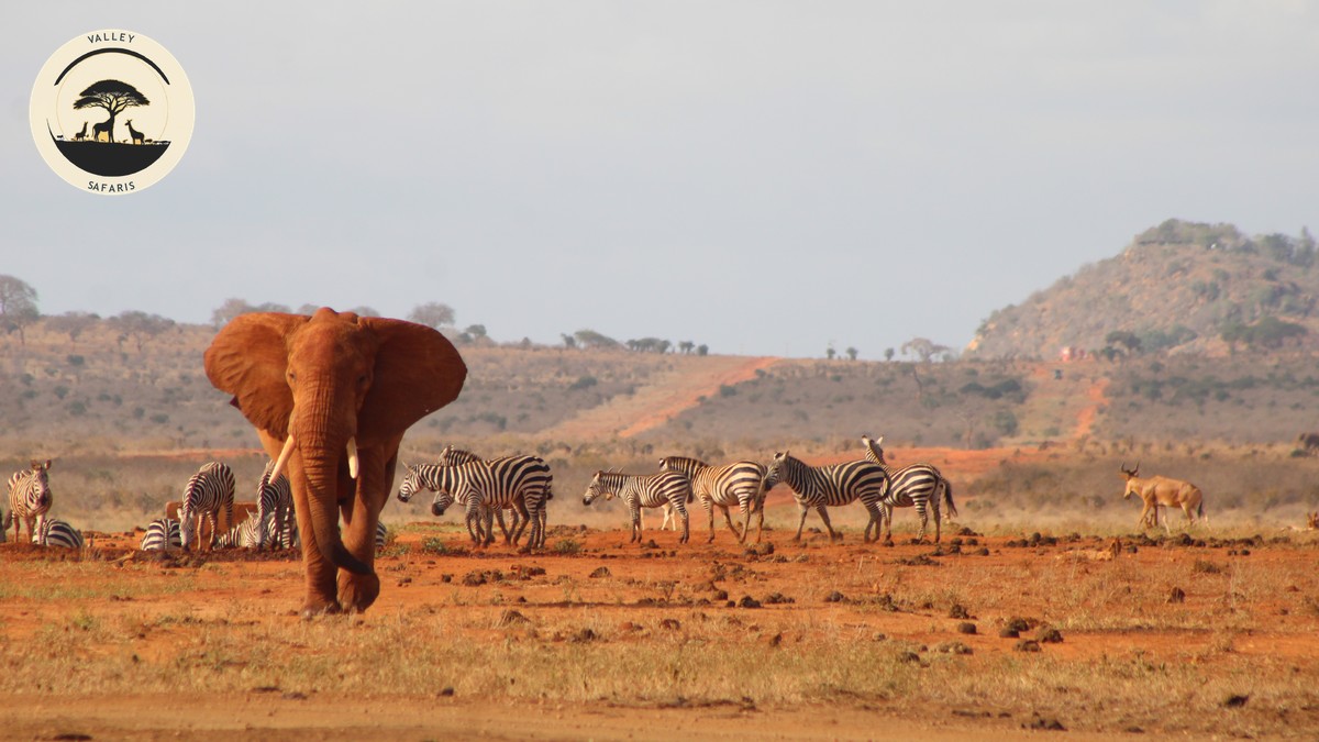 Motion Sickness on a Kenya Game Drive Safari: Real Talk - photo 2