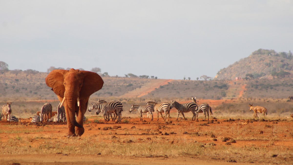 Motion Sickness Game Drive Tips for Safari - photo 2