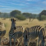 Mount Elgon National Park Safari Guide 2026