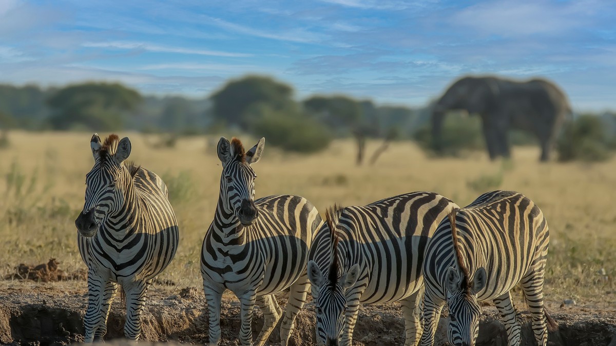 Mount Elgon National Park Safari Guide 2026