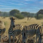 Mount Kenya Trekking Safari Combo Guide 2026