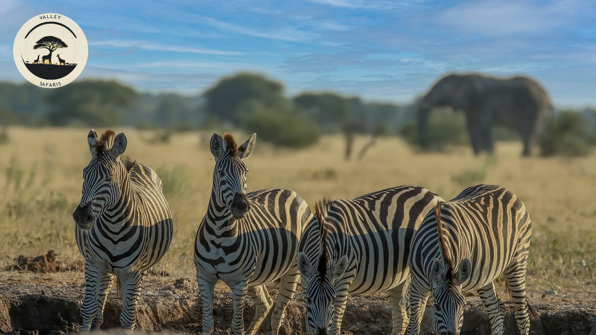 Mount Kenya Trekking Safari Combo Guide 2026