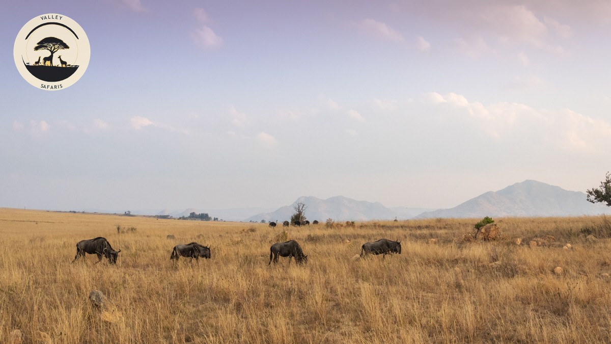 Mount Kenya Trekking Safari Combo Guide 2026 - photo 1