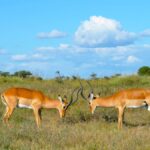 Mount Suswa Caves: A Nairobi Day Trip Guide (2026)