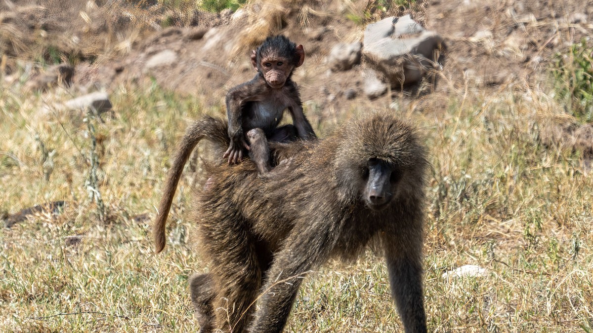 Multigenerational Family Safari Kenya: Planning Guide - photo 1
