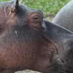 Mzima Springs: Watching Hippos Underwater in Tsavo