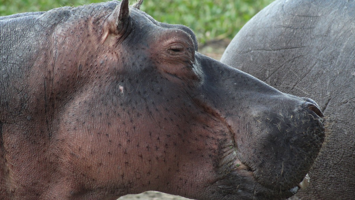 Mzima Springs: Watching Hippos Underwater in Tsavo