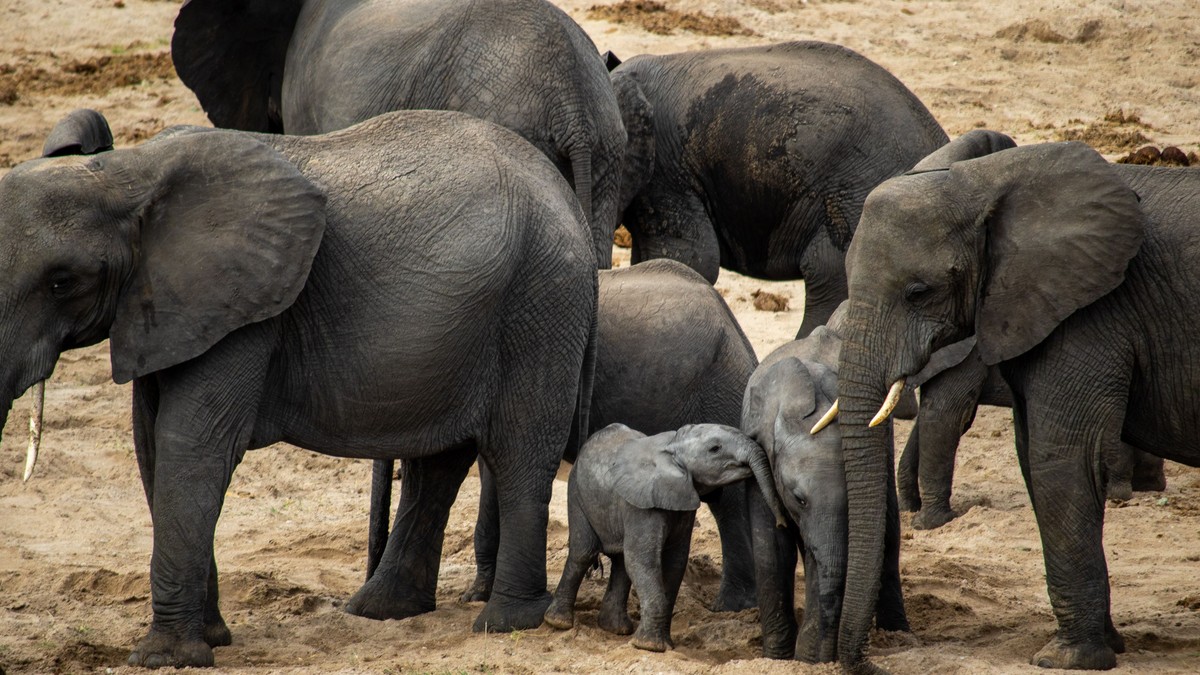 Mzima Springs: Watching Hippos Underwater in Tsavo - photo 1