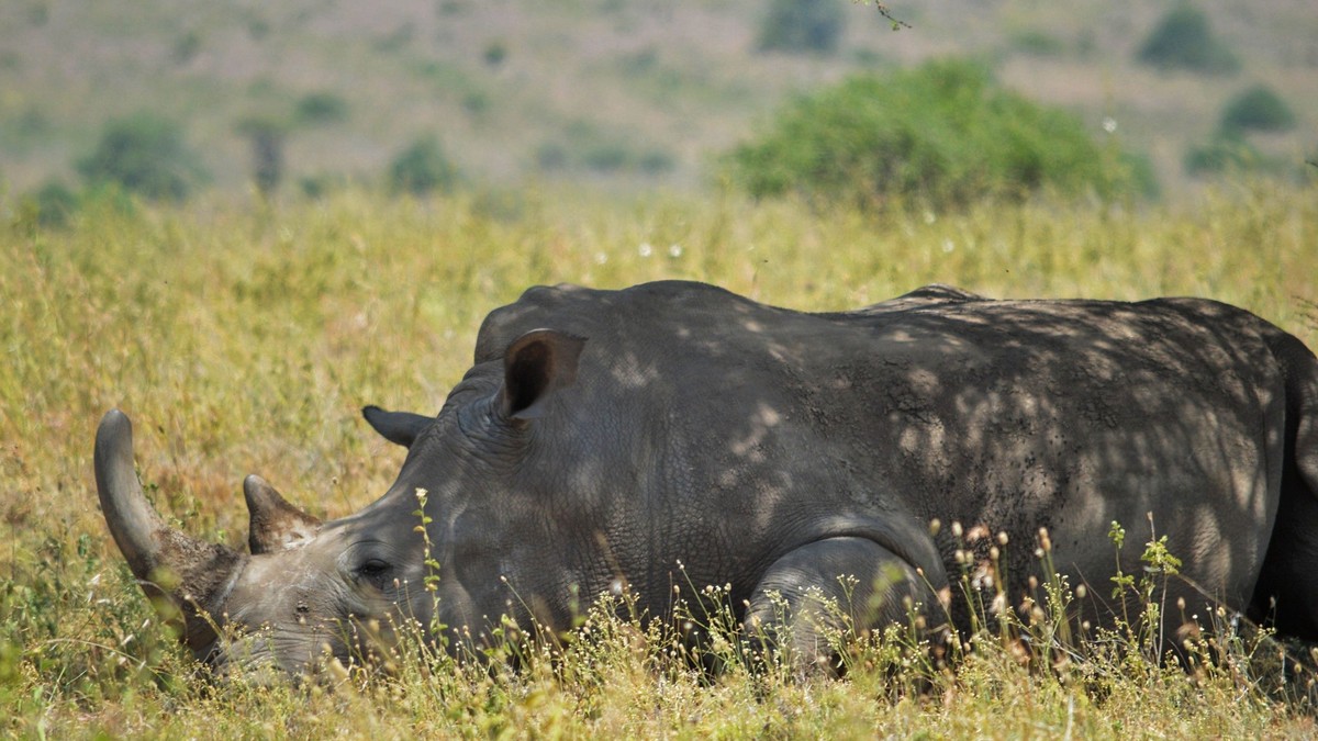 JKIA Arrival: Nairobi Airport Safari Transfer Tips