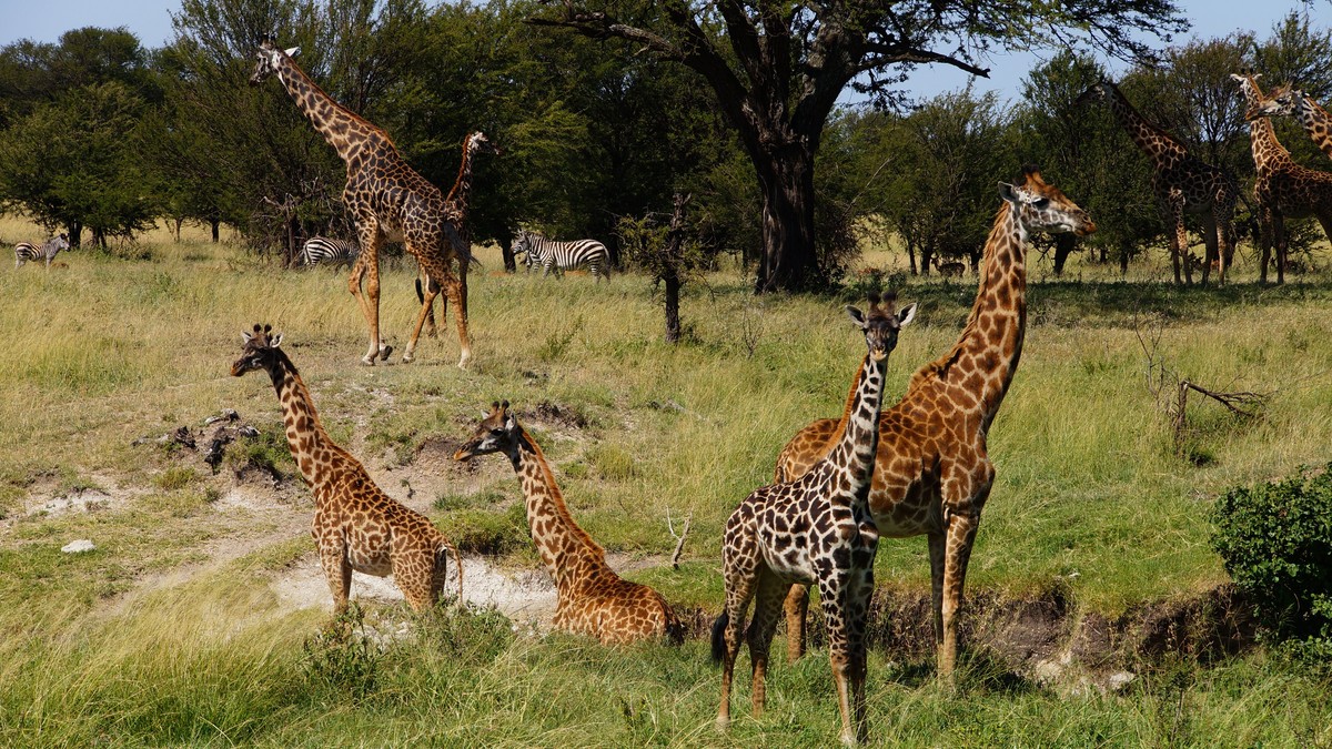 JKIA Arrival: Nairobi Airport Safari Transfer Tips - photo 1