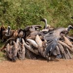 Nairobi Altitude Arrival Headache: What to Expect