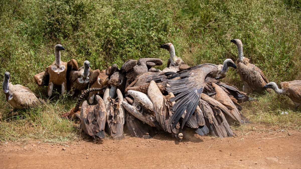 Nairobi Altitude Arrival Headache: What to Expect