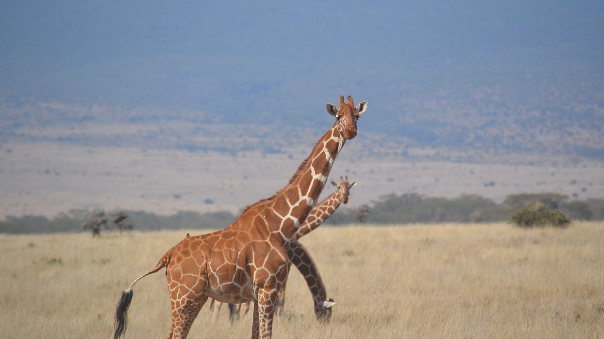 Nairobi Altitude Arrival Headache: What to Expect - photo 1