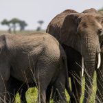 Nairobi Giraffe Centre Elephant Orphanage Day Trip
