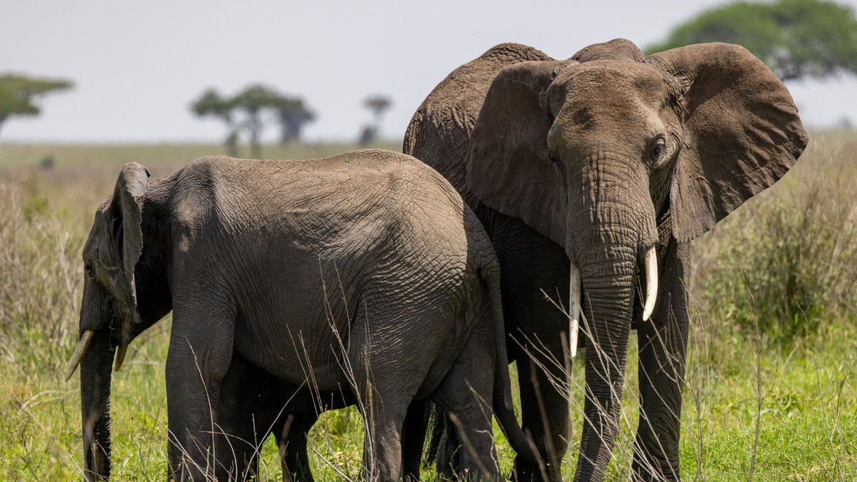 Nairobi Giraffe Centre Elephant Orphanage Day Trip