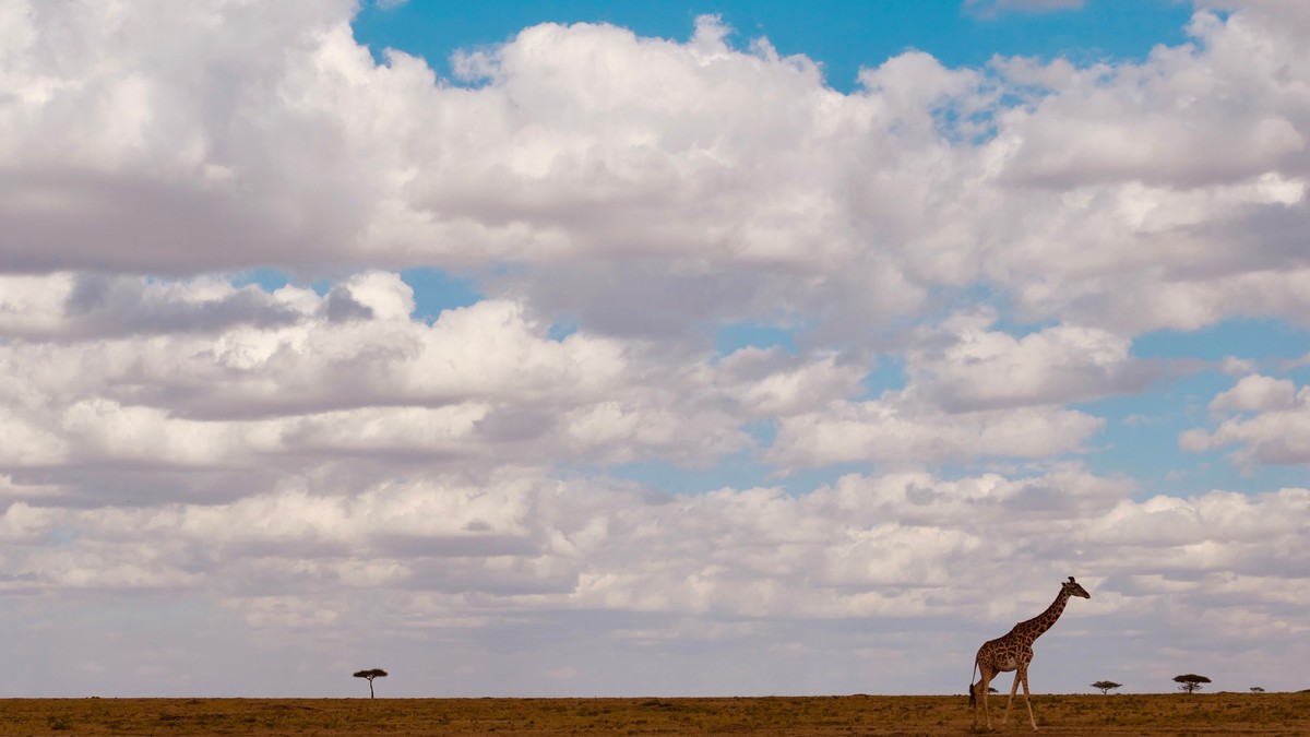 Nairobi Giraffe Centre Elephant Orphanage Day Trip - photo 1