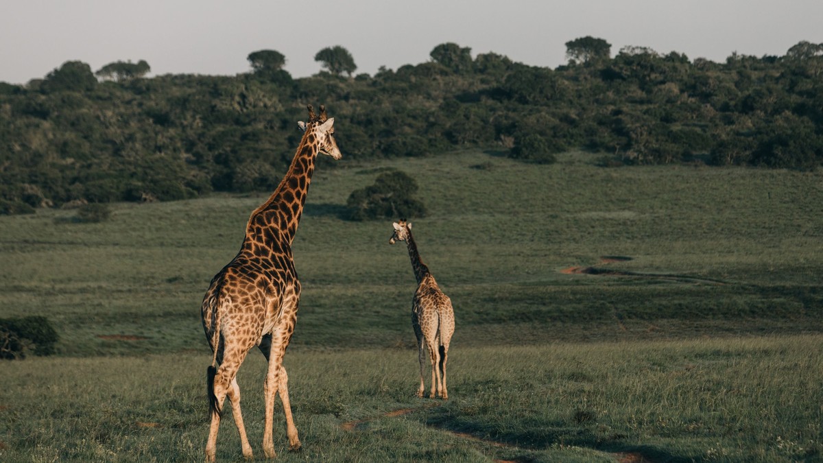 Nairobi Hostel Before Safari: Best Budget Picks - photo 1
