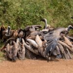 Nairobi Layover Safari Day Trip: A Realistic Guide