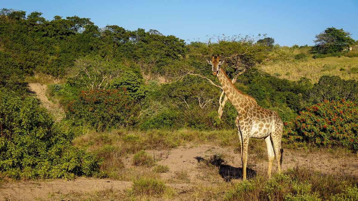 Nairobi Layover Safari Day Trip: A Realistic Guide - photo 1