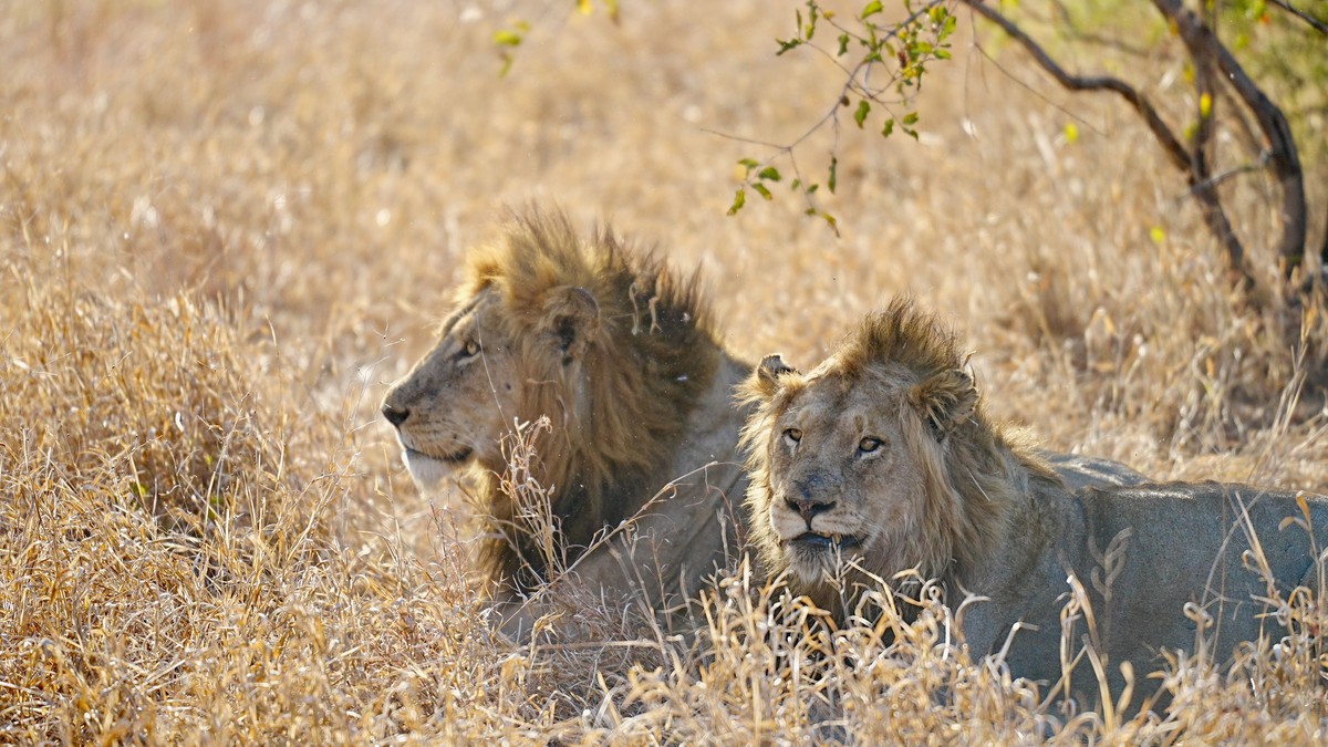 Nairobi Layover Safari Day Trip: A Realistic Guide - photo 2
