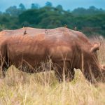 Nairobi National Park Day Safari: Before Your Flight