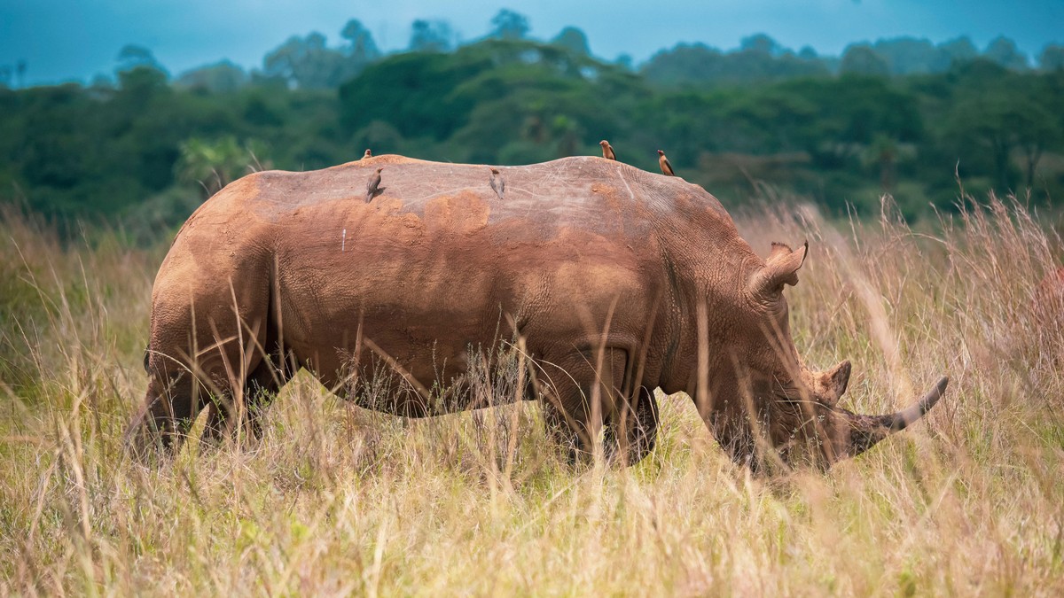 Nairobi National Park Day Safari: Before Your Flight