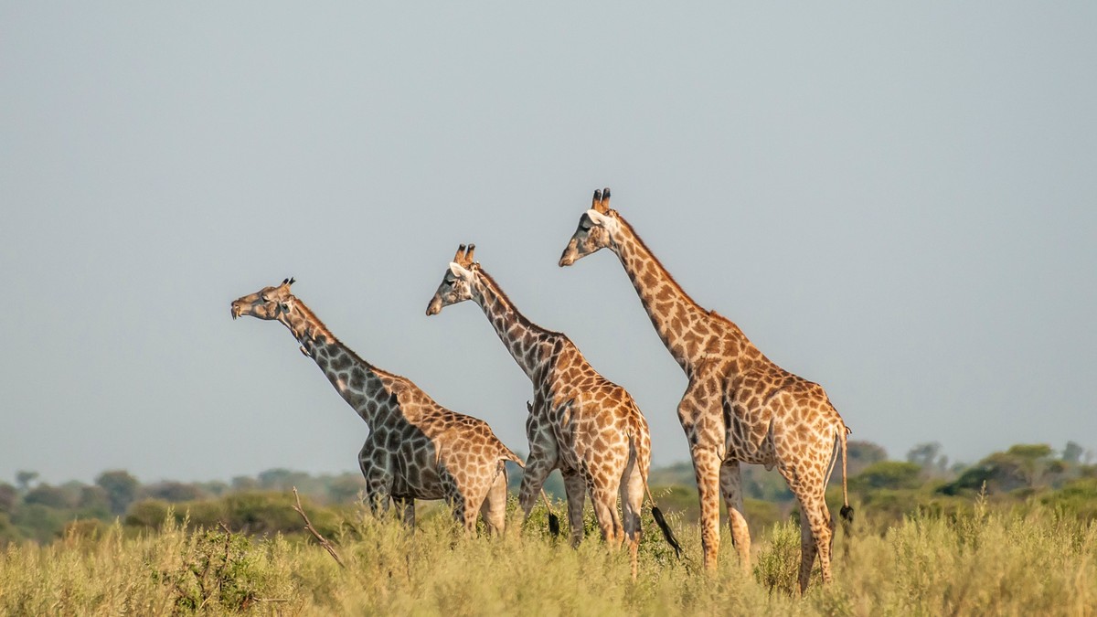 Nairobi National Park Day Safari: Before Your Flight - photo 1
