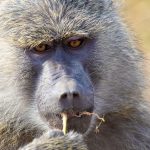 Nairobi National Park Day Trip: A Practical Guide