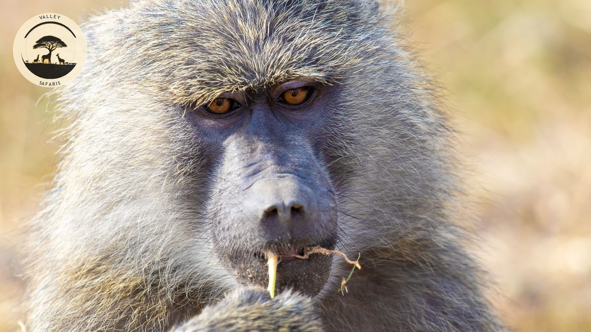 Nairobi National Park Day Trip: A Practical Guide