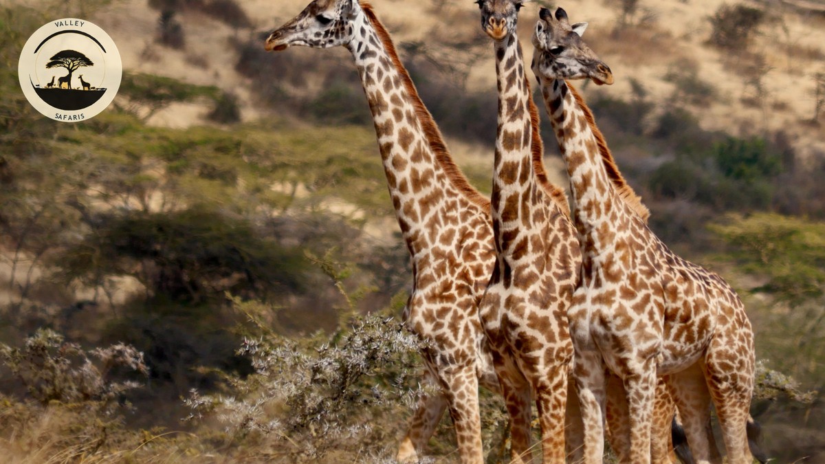 Nairobi National Park Day Trip: A Practical Guide - photo 1