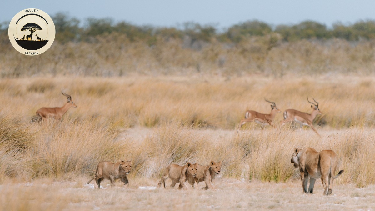 Nairobi National Park Day Trip: A Practical Guide - photo 2