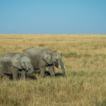 Nairobi to Amboseli Public Transport: Full 2026 Guide