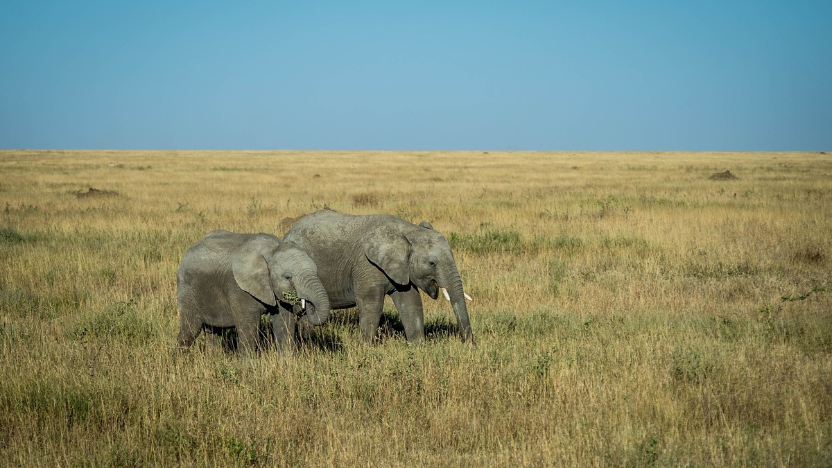 Nairobi to Amboseli Public Transport: Full 2026 Guide