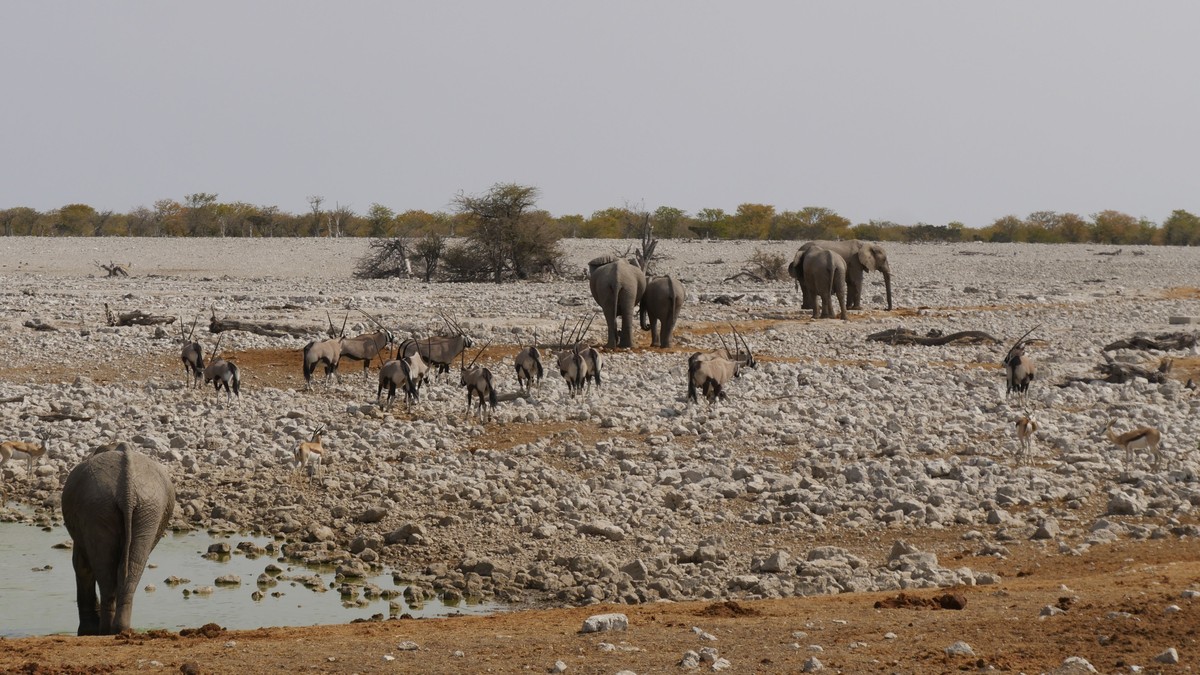 Nairobi to Amboseli Public Transport: Full 2026 Guide - photo 1